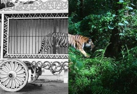 Tiger Circus Cage Free In The Jungle